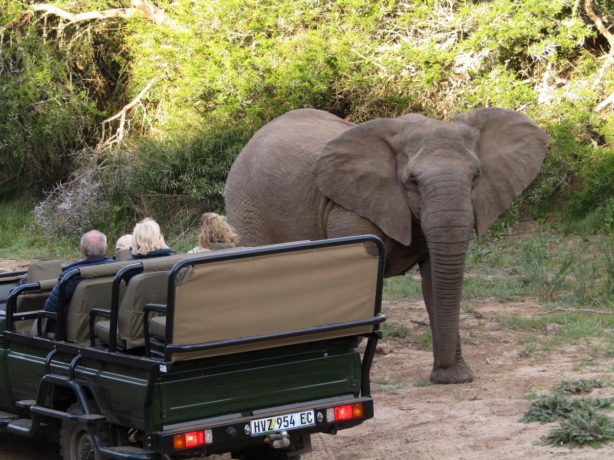 Leeuwenbosch Country House - Amakhala Game Reserve Eksteriør bilde