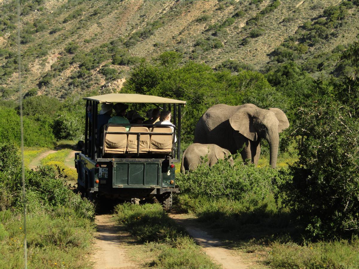Leeuwenbosch Country House - Amakhala Game Reserve Eksteriør bilde