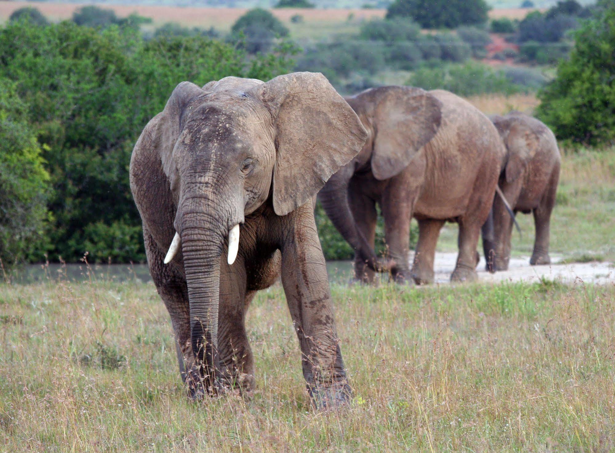 Leeuwenbosch Country House - Amakhala Game Reserve Eksteriør bilde