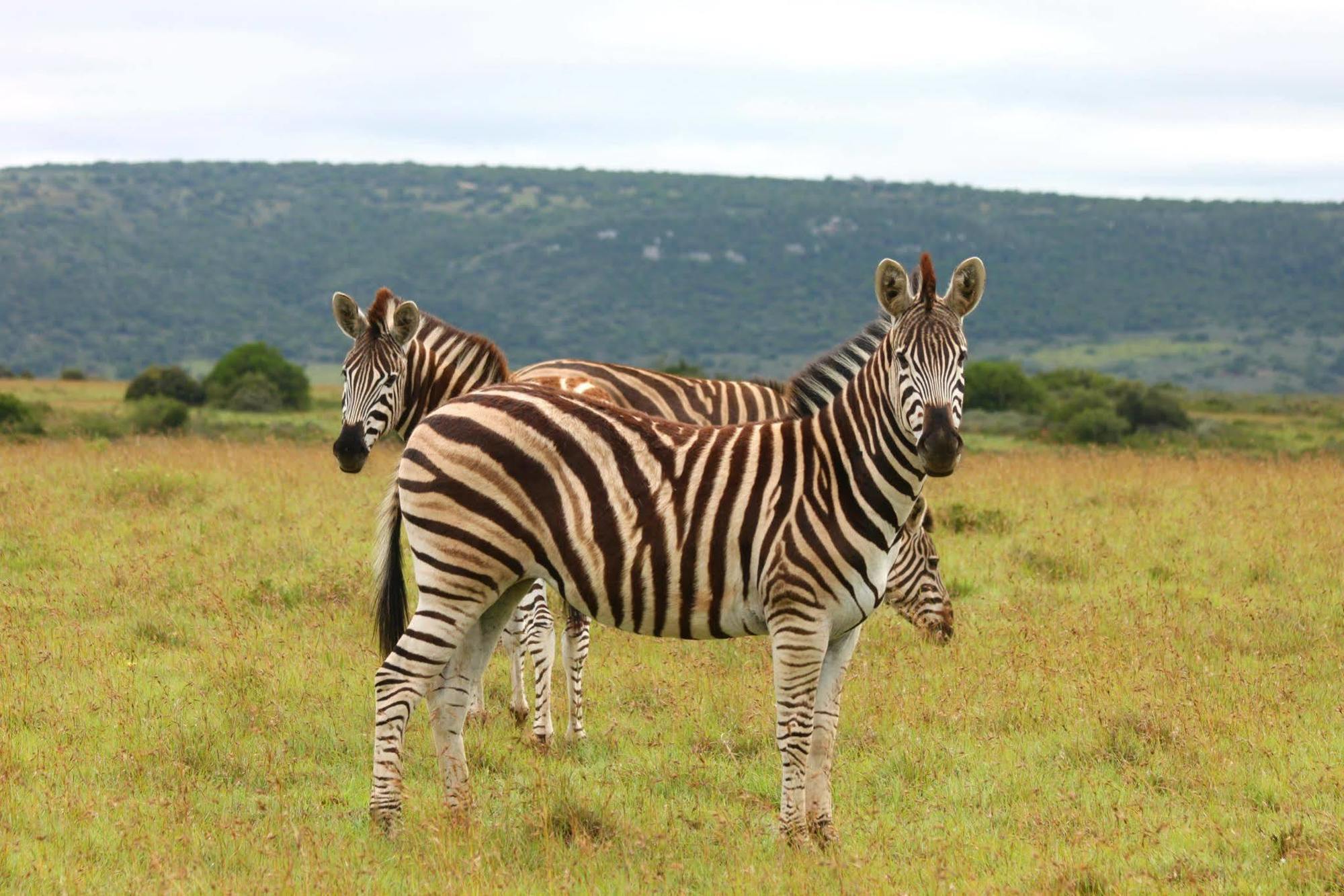 Leeuwenbosch Country House - Amakhala Game Reserve Eksteriør bilde