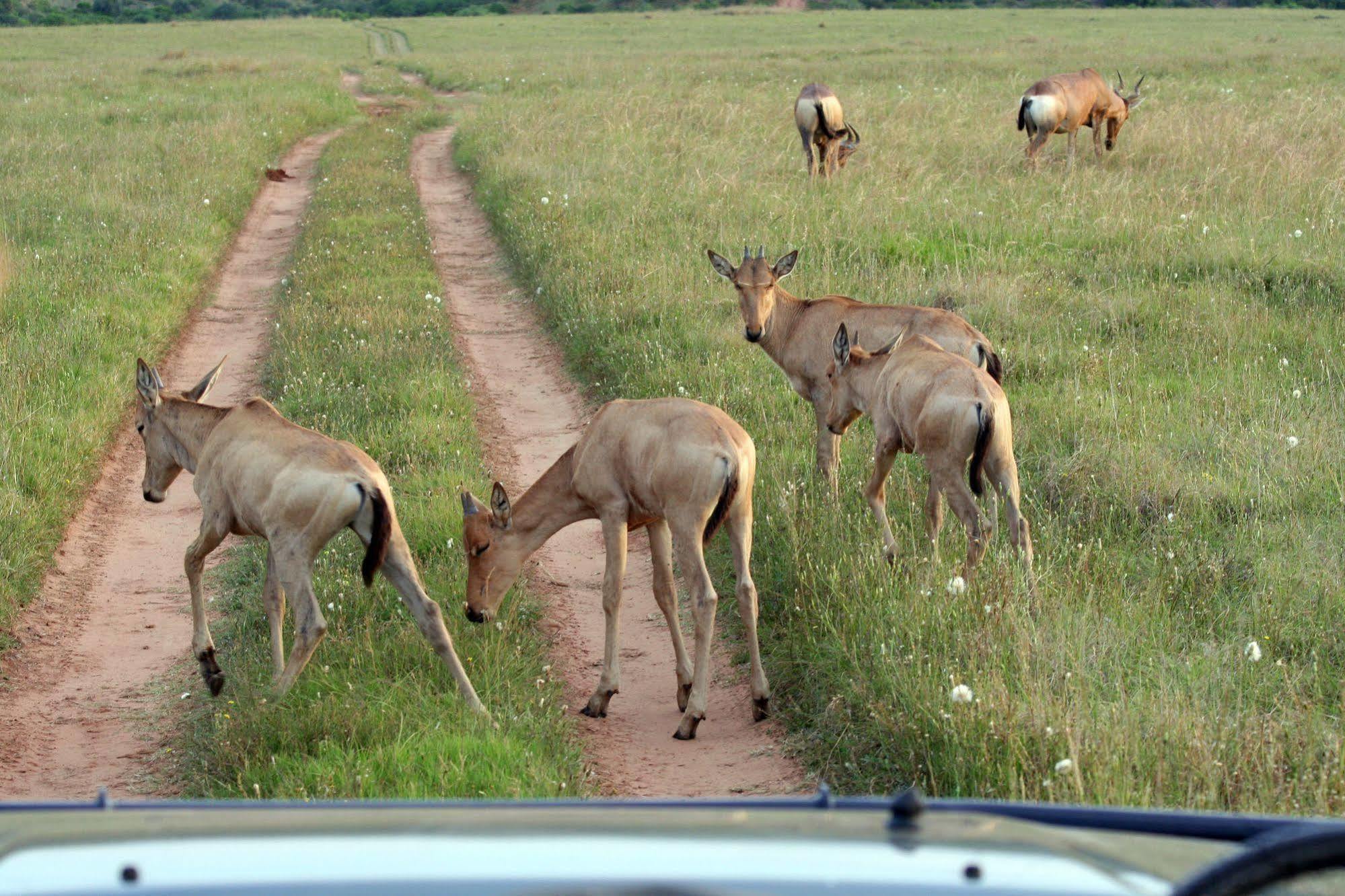 Leeuwenbosch Country House - Amakhala Game Reserve Eksteriør bilde