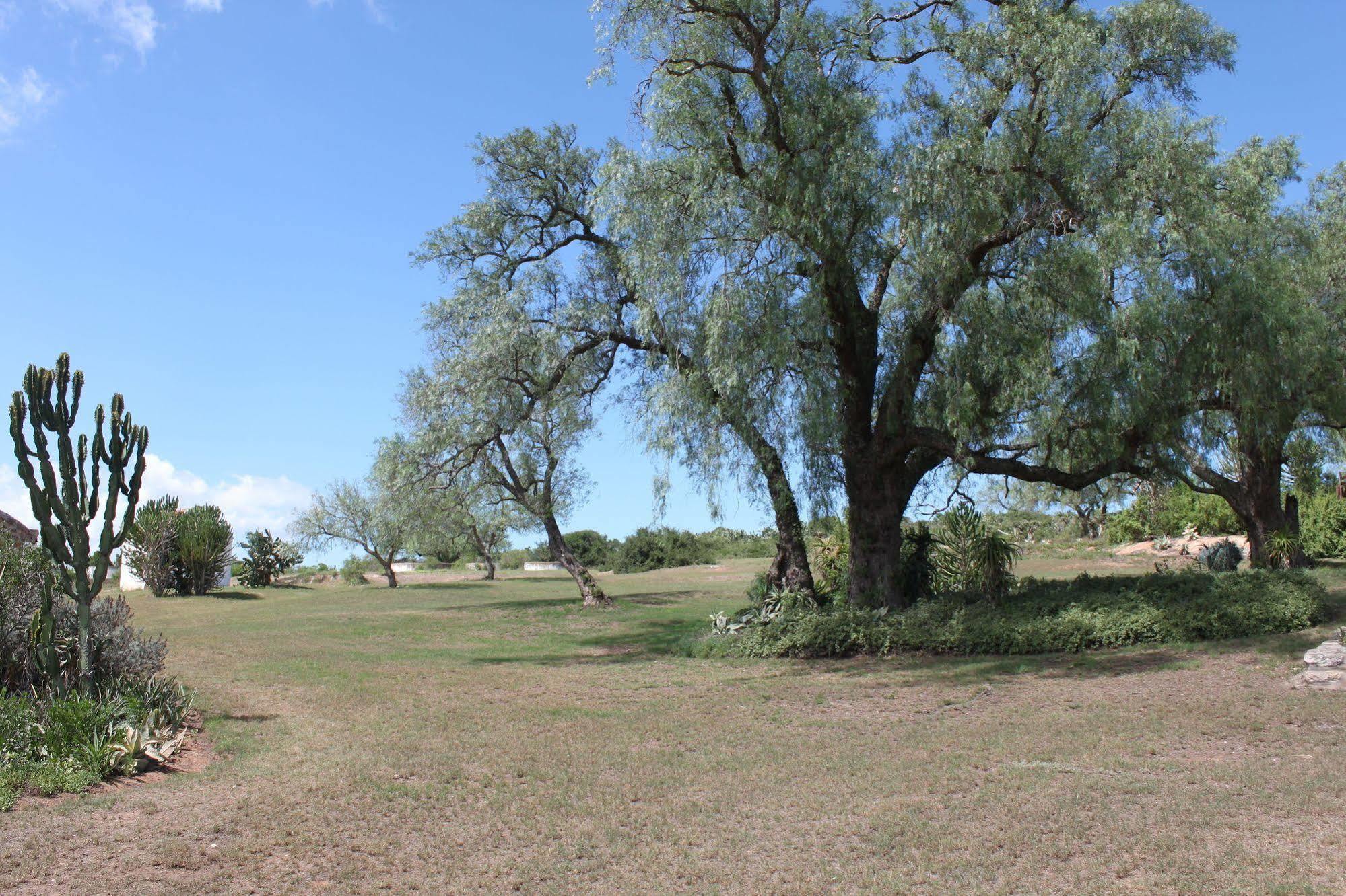 Leeuwenbosch Country House - Amakhala Game Reserve Eksteriør bilde