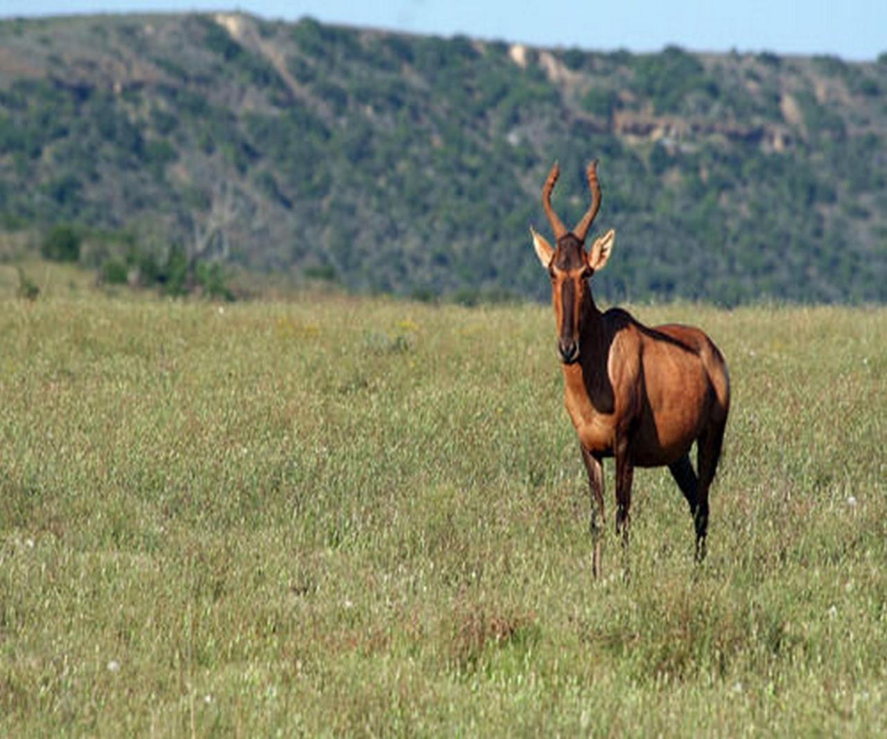 Leeuwenbosch Country House - Amakhala Game Reserve Eksteriør bilde