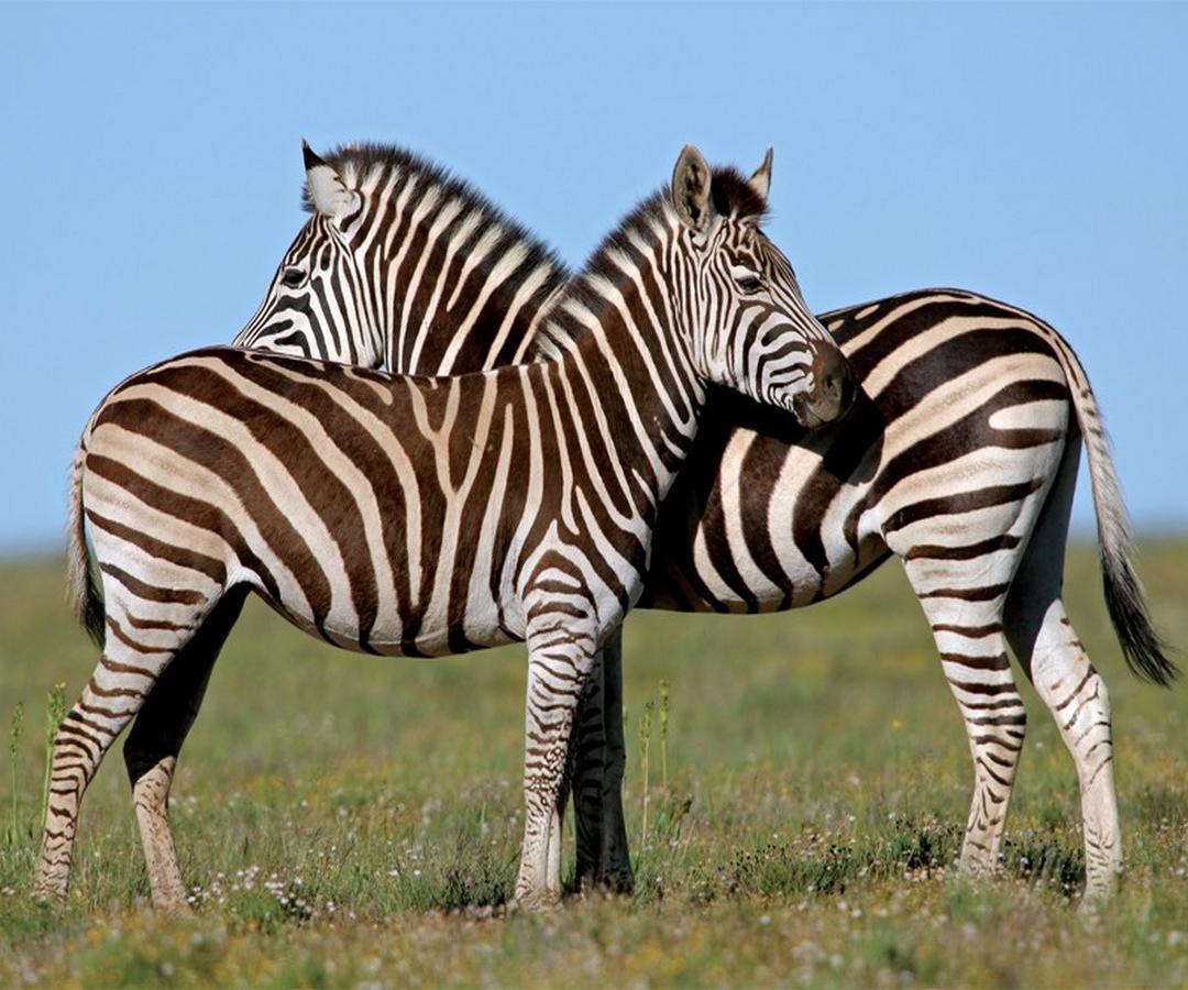 Leeuwenbosch Country House - Amakhala Game Reserve Eksteriør bilde